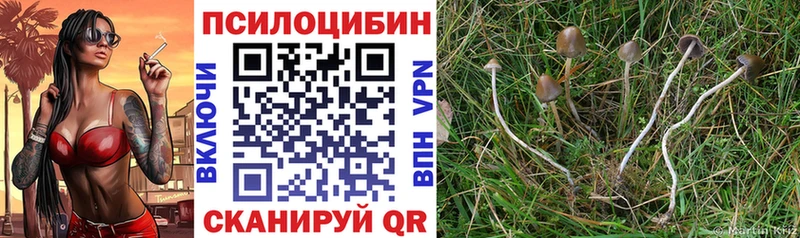 Купить закладки  Кувандык  Псилоцибиновые грибы Psilocybe 